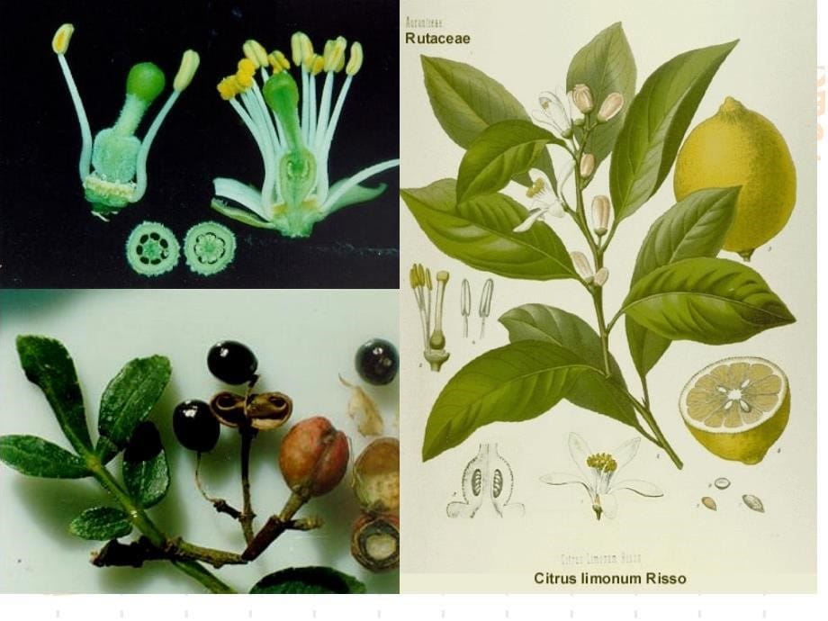 植物学教学课件：双子叶植物5_第5页