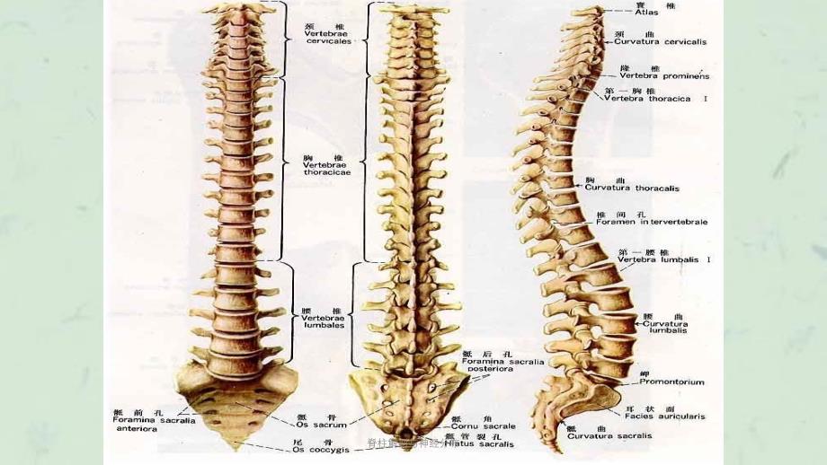 脊柱解剖与神经分布课件_第2页