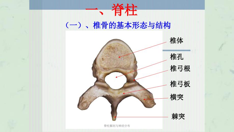 脊柱解剖与神经分布课件_第3页