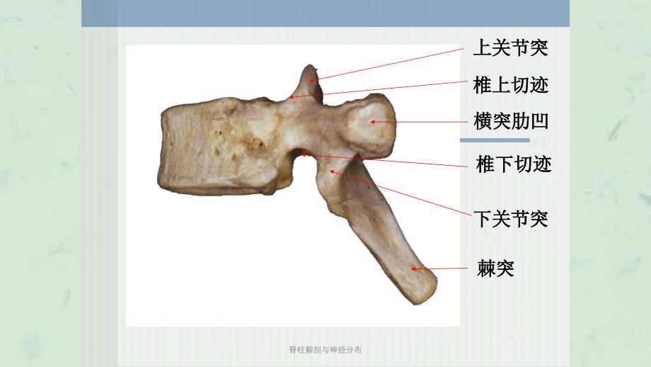 脊柱解剖与神经分布课件_第4页