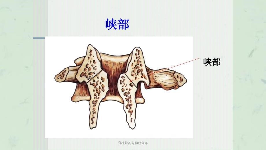 脊柱解剖与神经分布课件_第5页