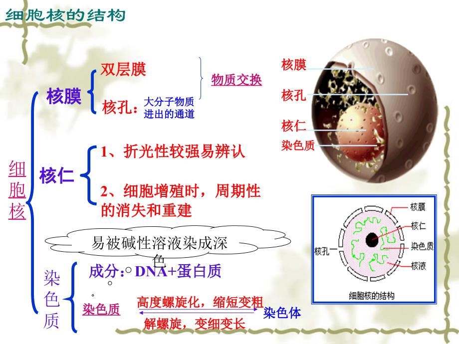 五个一细胞核chy_第4页