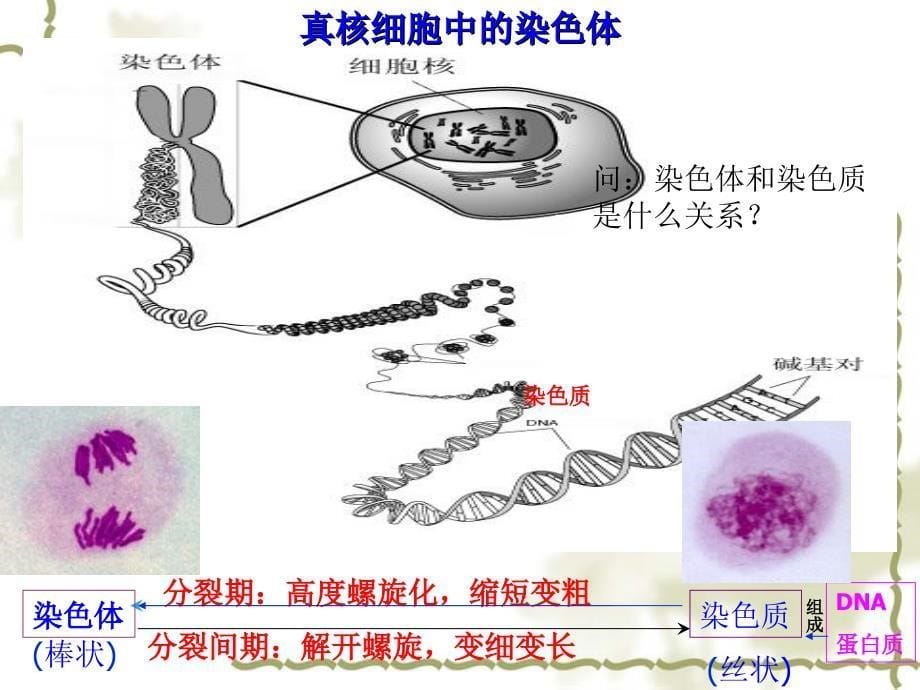 五个一细胞核chy_第5页