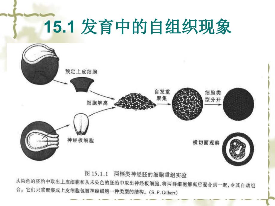 第十五章自组织在发育中的重要作用_第2页