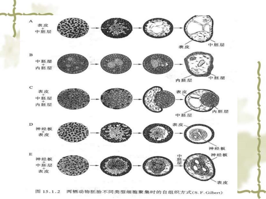 第十五章自组织在发育中的重要作用_第3页