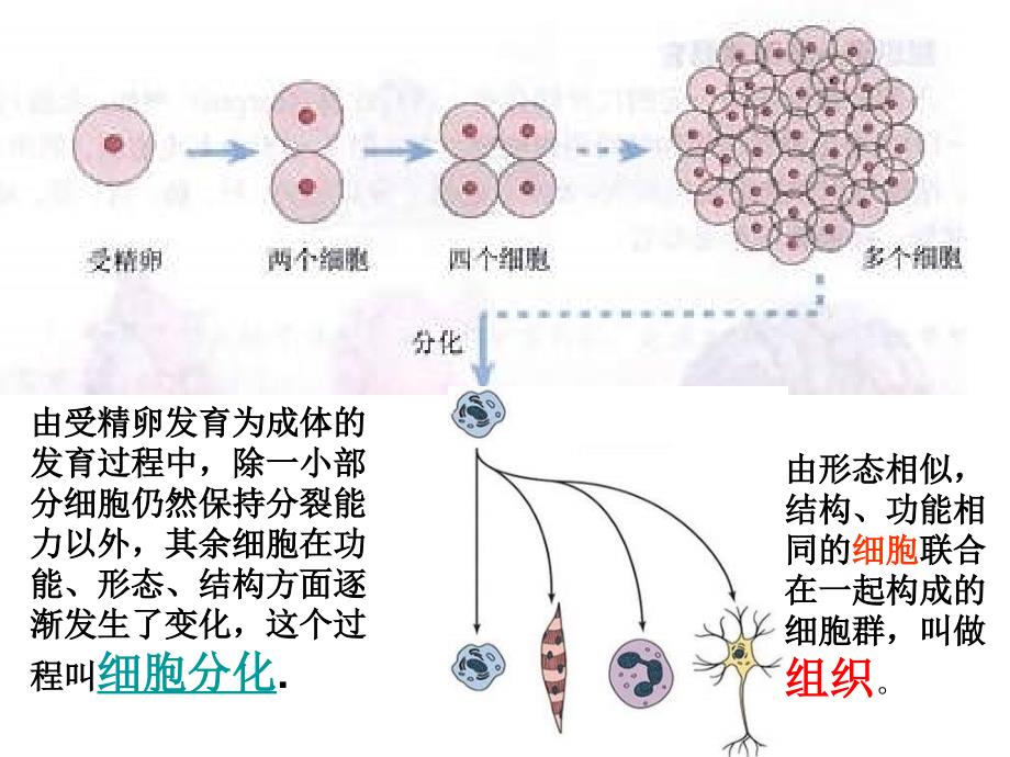 17多细胞生物体的组成_第3页