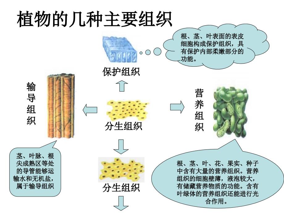 17多细胞生物体的组成_第4页