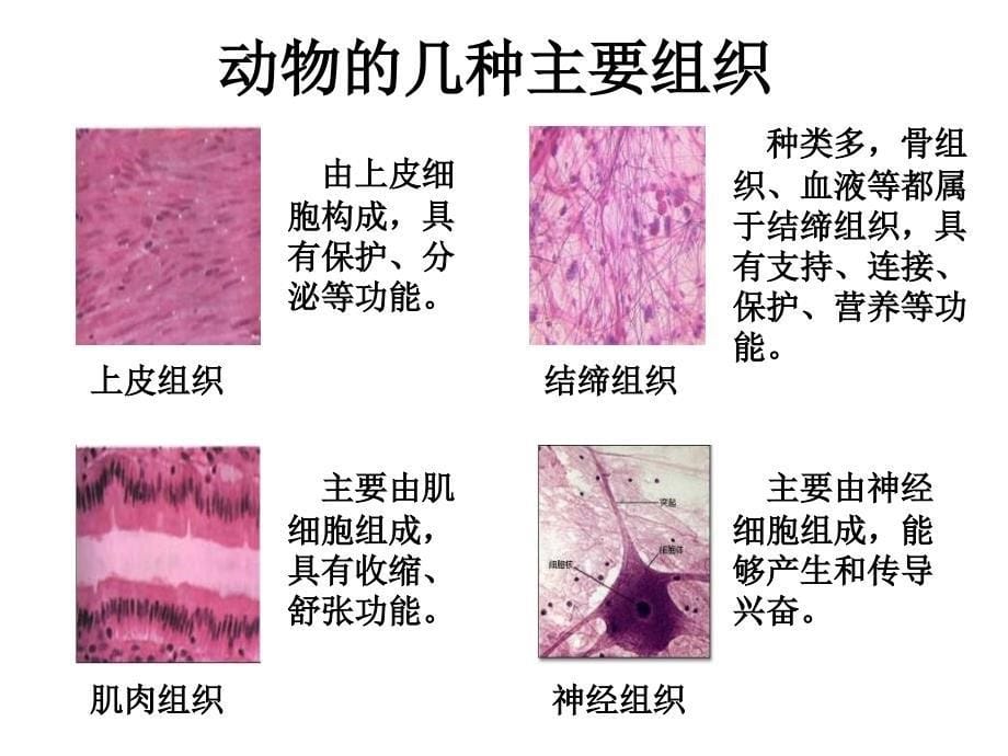 17多细胞生物体的组成_第5页