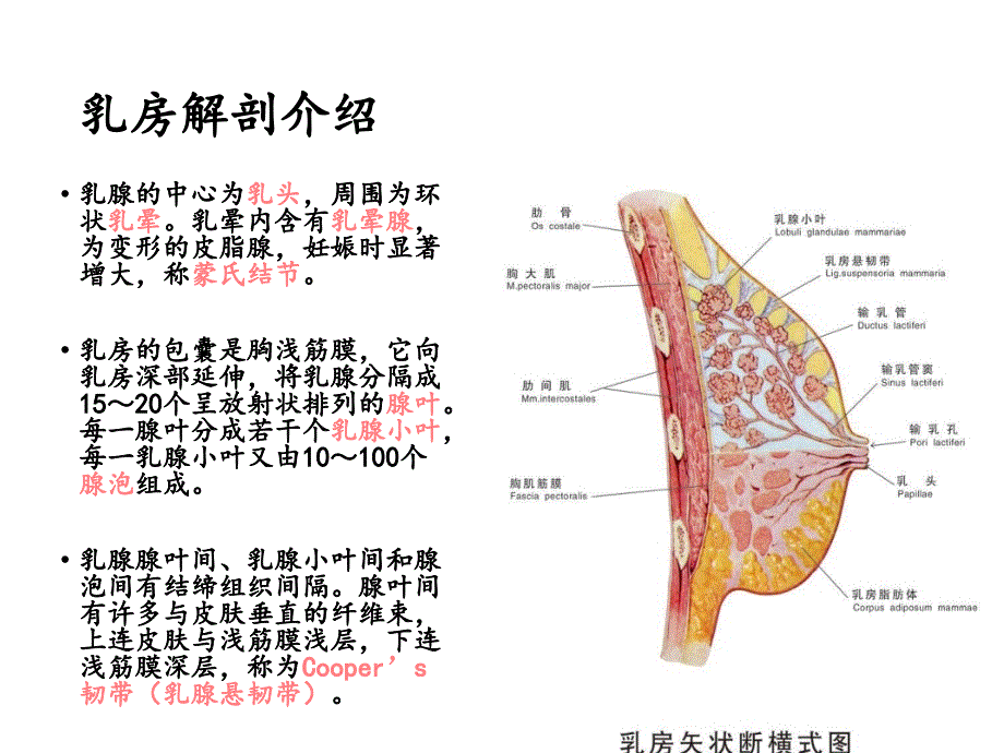 急性乳腺炎护理PPT_第4页