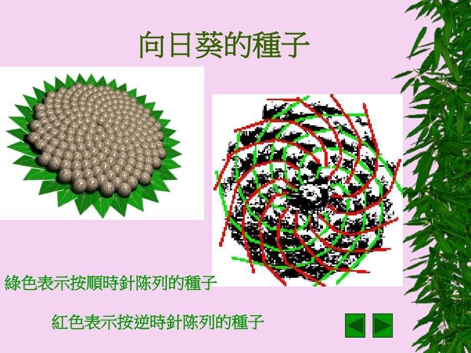 斐波那契数与黄金比值ppt课件_第5页