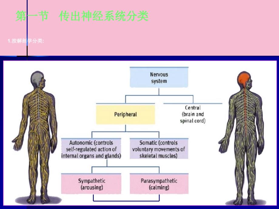 传出神经系统药理学概论ppt课件_第3页