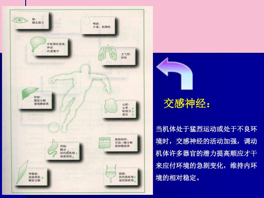 传出神经系统药理学概论ppt课件_第4页