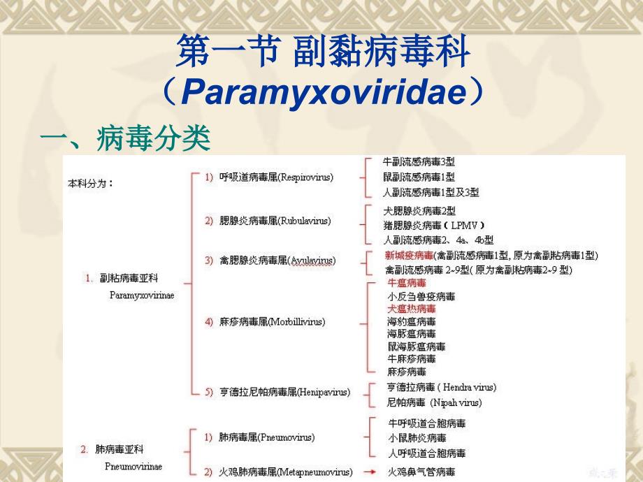 兽医微生物学教学课件16.单负链rna病毒_第3页