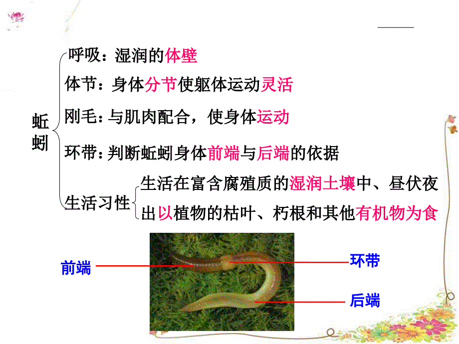 八年级上册生物期末复习提纲初二生物ppt_第4页