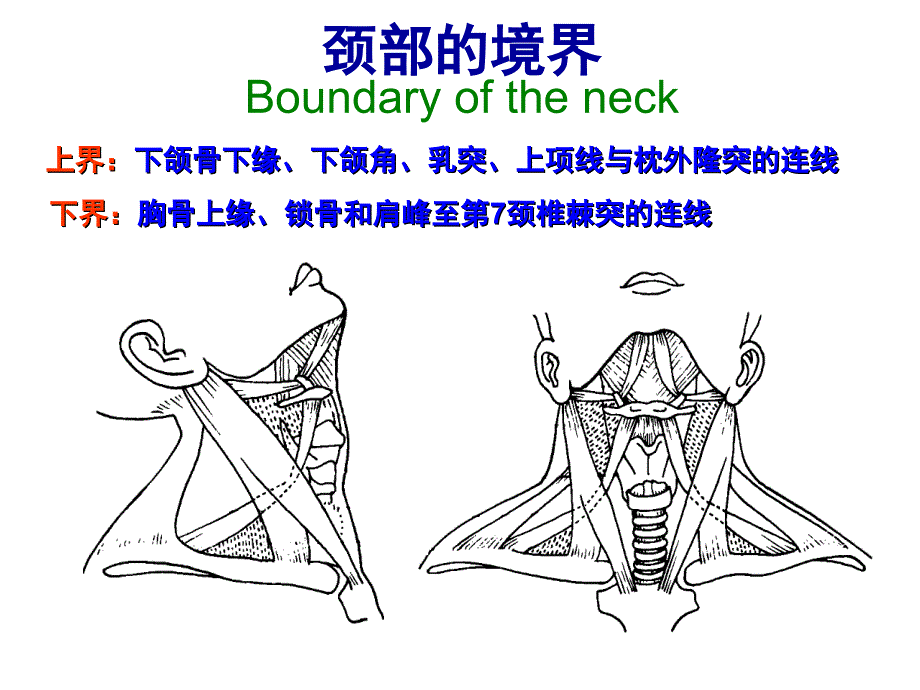 颈前区舌骨上区PPT课件_第3页