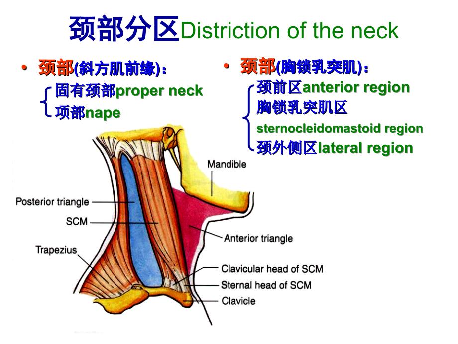 颈前区舌骨上区PPT课件_第4页
