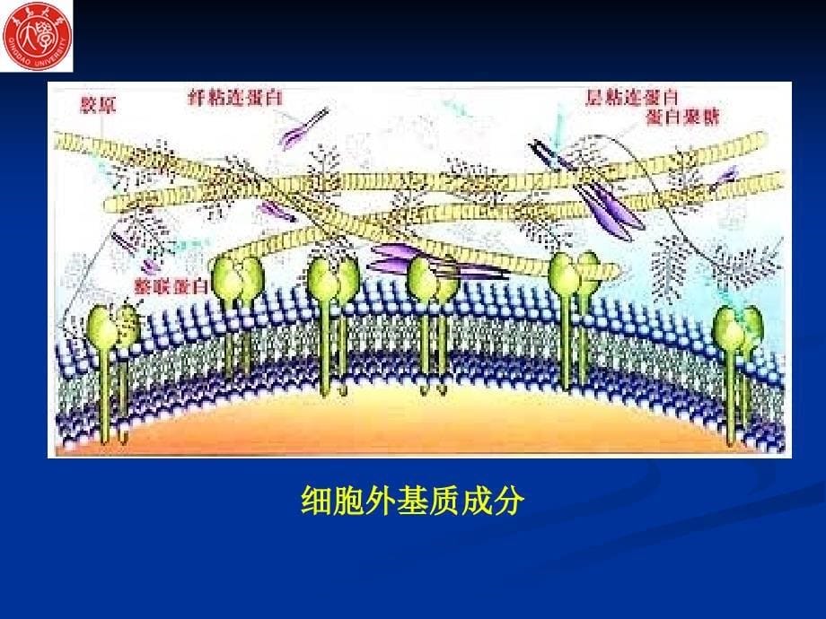 细胞生物学 第四章 细胞外基质_第5页