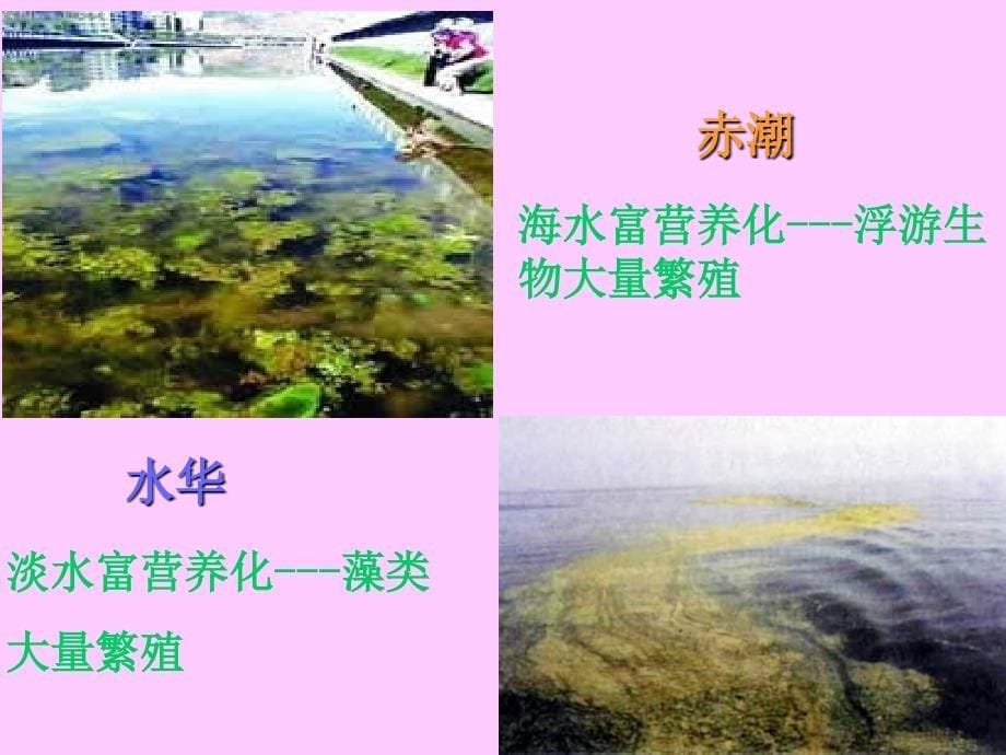 环境污染对生物的影响课件_第5页