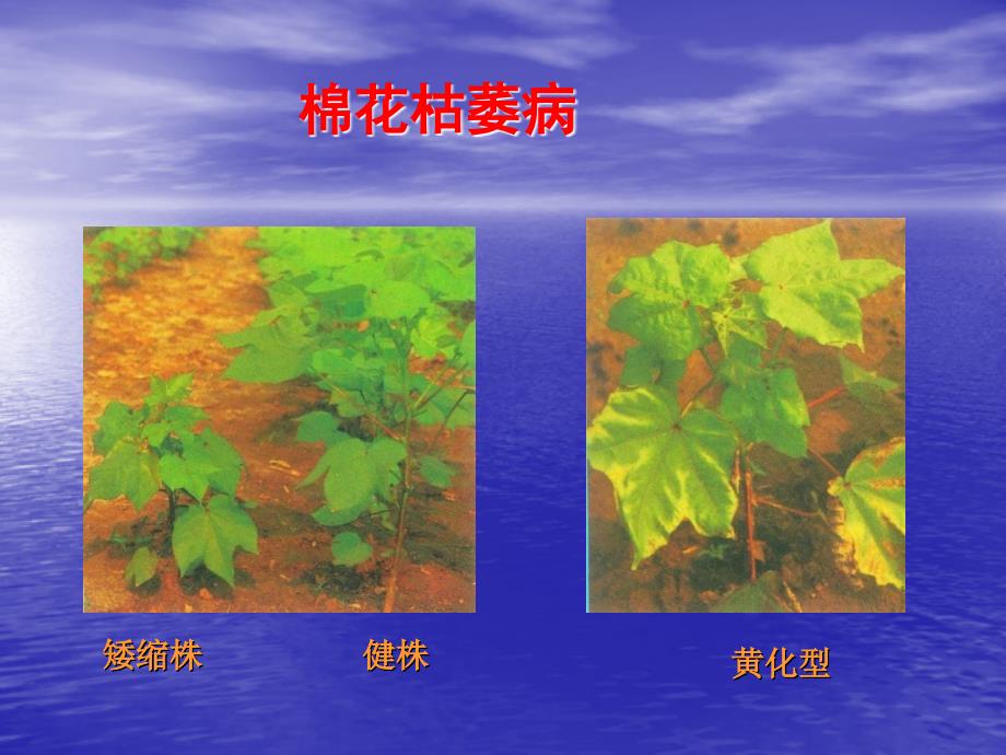 第六章棉花病害一棉花枯萎病Fusariumwiltofcotton名师编辑PPT课件_第4页