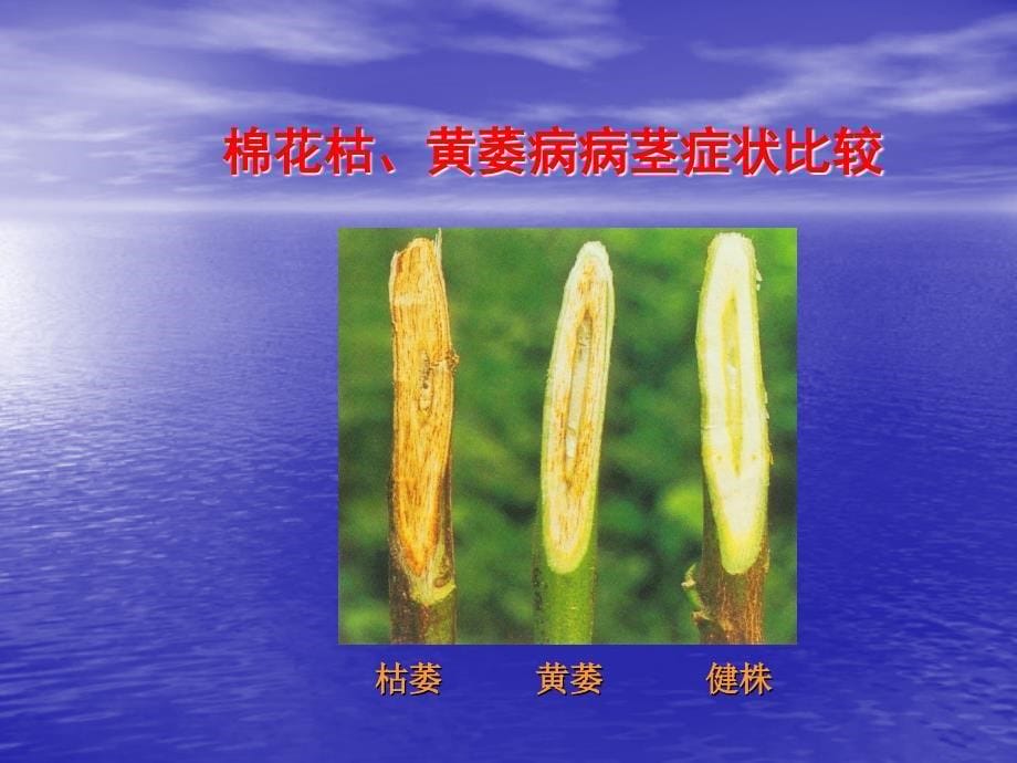 第六章棉花病害一棉花枯萎病Fusariumwiltofcotton名师编辑PPT课件_第5页