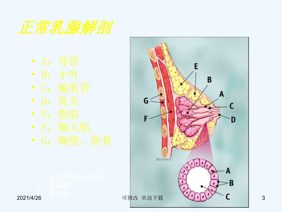 乳腺疾病超声诊断精品课件_第3页