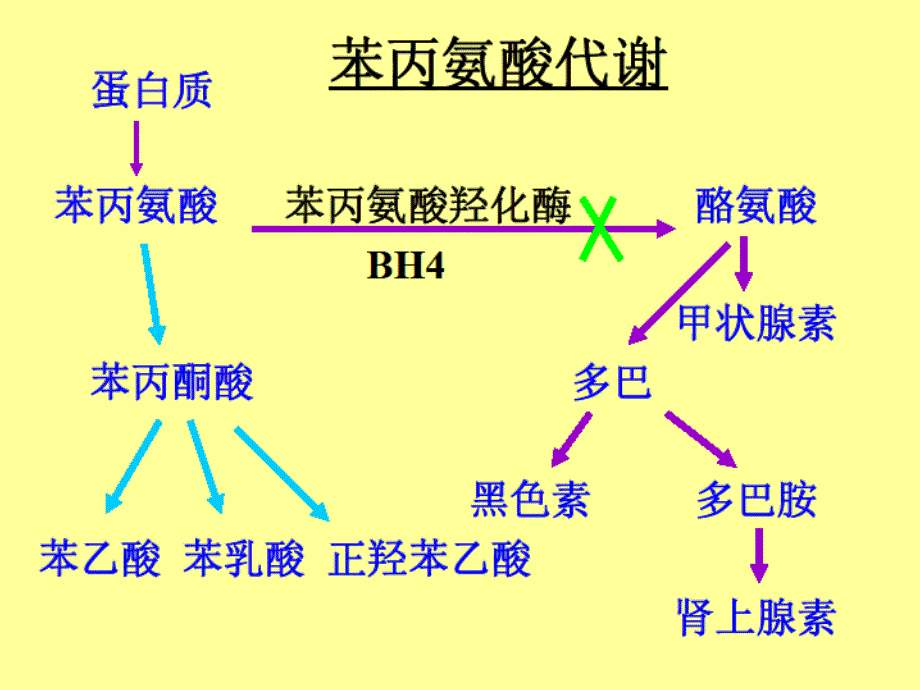 012苯丙酮尿症解析_第2页