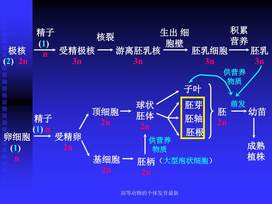 高等动物的个体发育最新课件_第3页