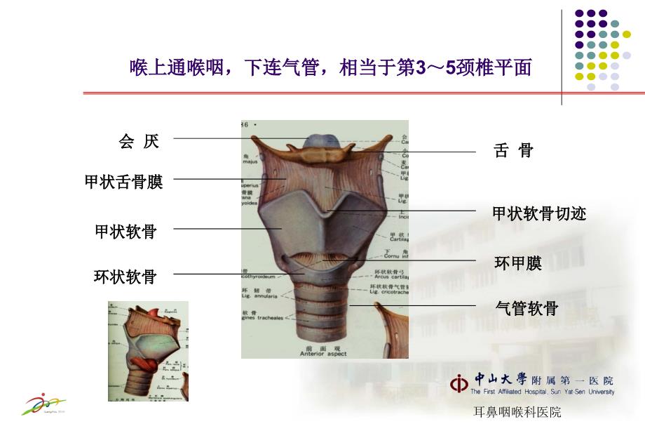 喉的解剖及生理功能课件_第2页