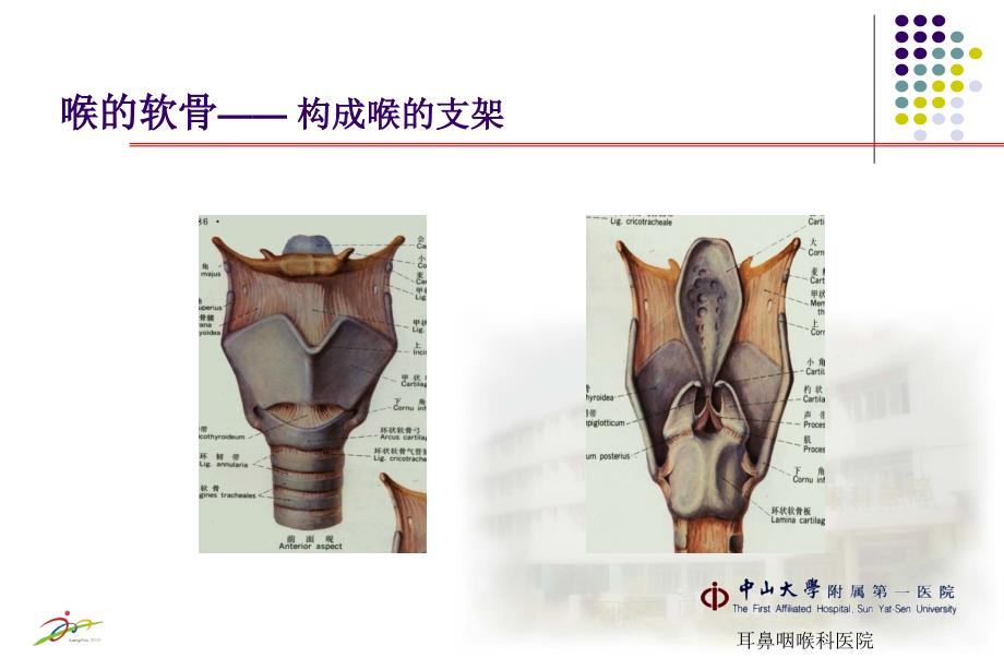 喉的解剖及生理功能课件_第4页