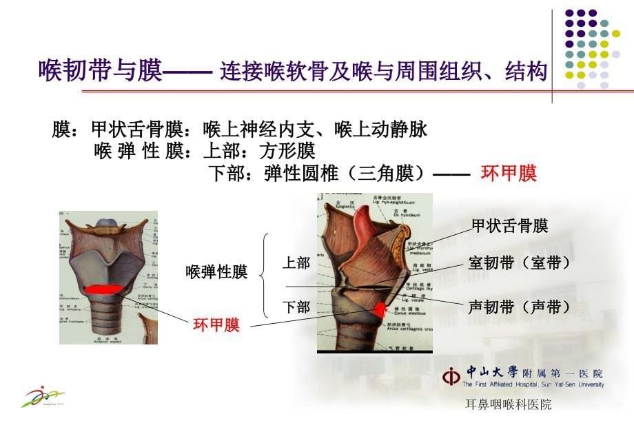 喉的解剖及生理功能课件_第5页