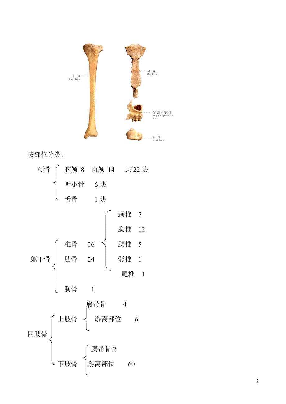 人体运动系统.doc_第2页