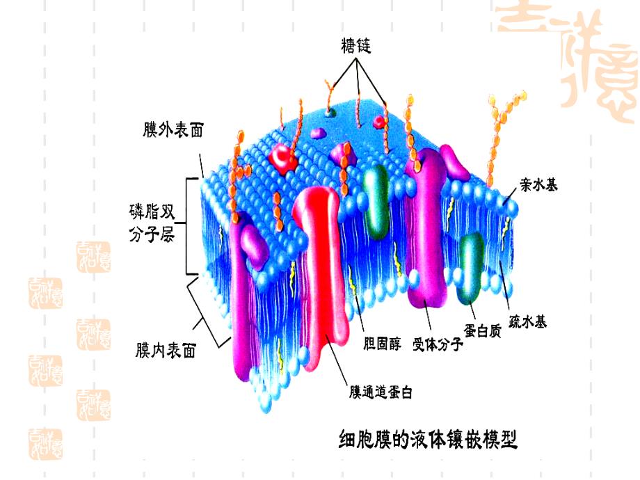 细胞的功能07_第4页