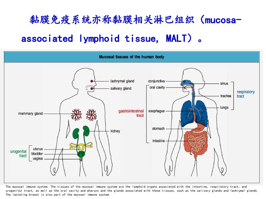 黏膜免疫研究生课件_第3页