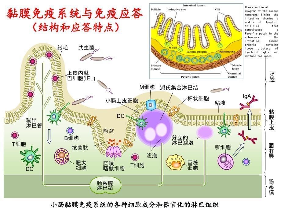 黏膜免疫研究生课件_第5页