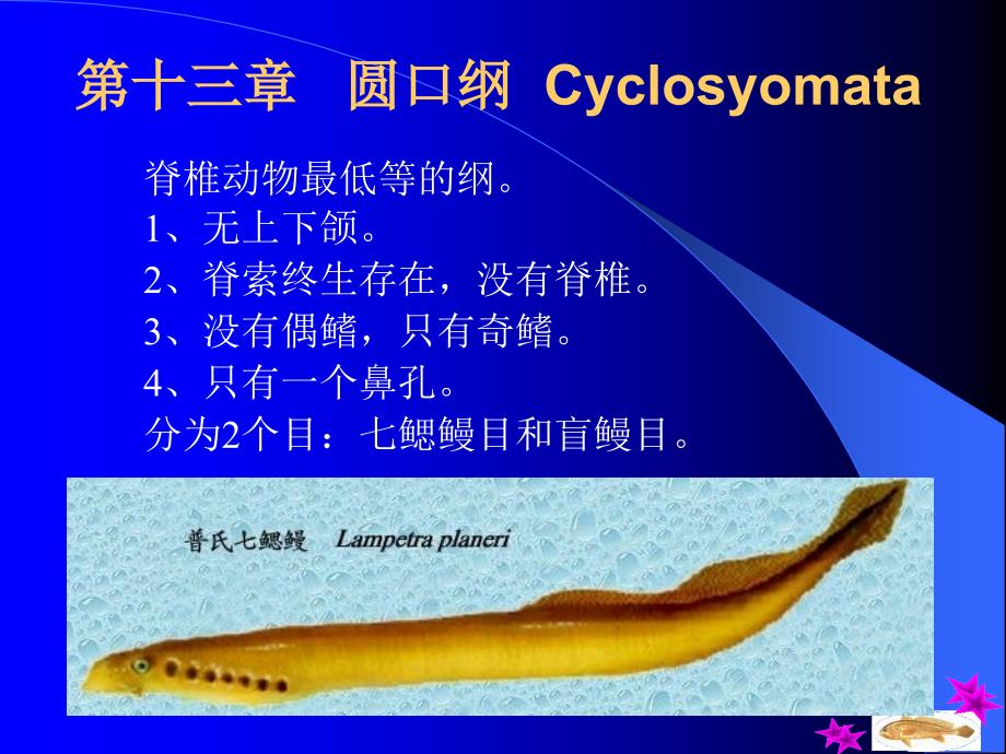 第十三部分圆口纲Cyclosyomata教学课件_第1页