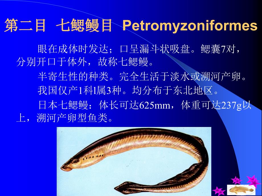 第十三部分圆口纲Cyclosyomata教学课件_第3页