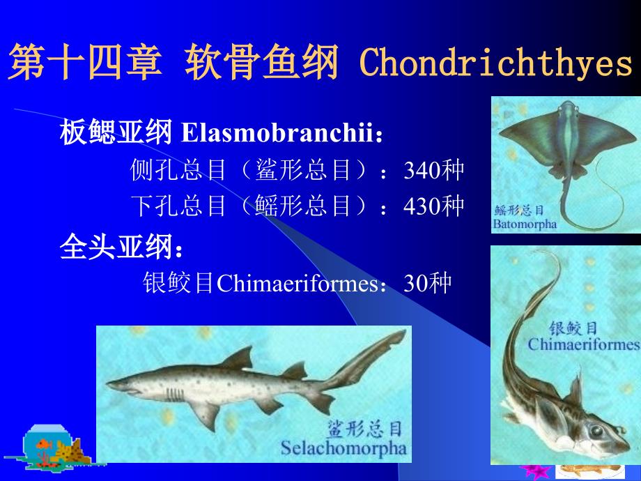 第十三部分圆口纲Cyclosyomata教学课件_第4页