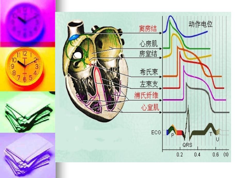 山东协和职业技术院生理学教研室_第5页