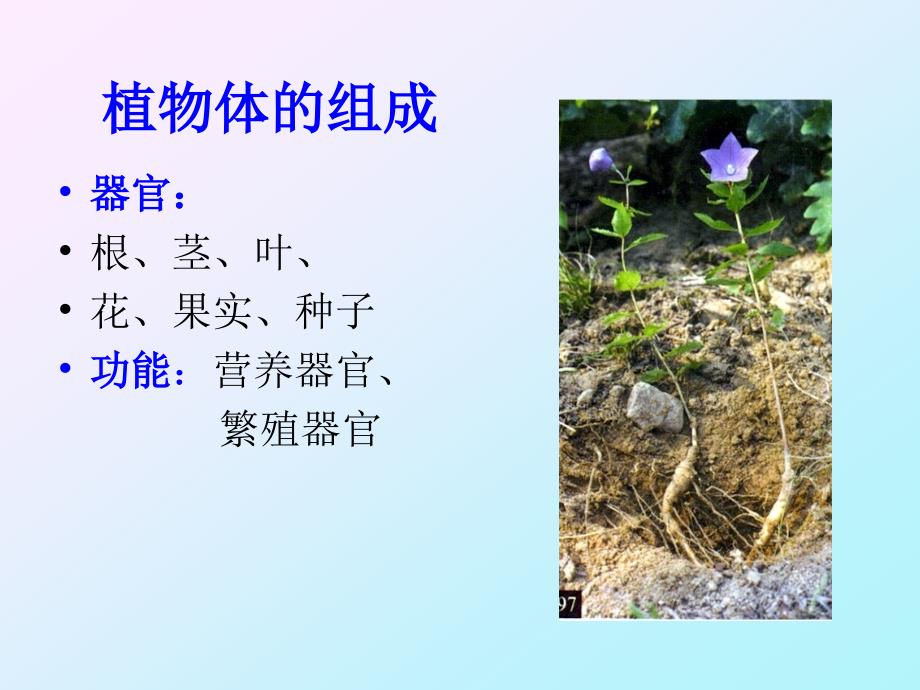 [药用植物学课件]-3植物器官根_第4页