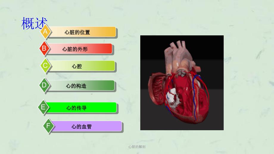 心脏的解剖课件_第2页