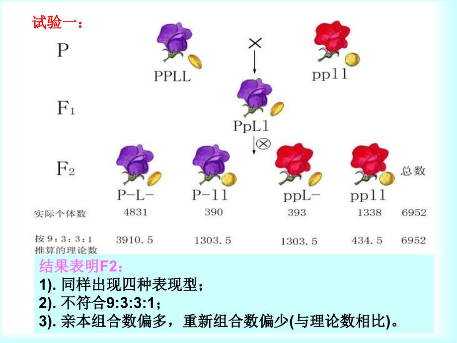 连锁遗传和性连锁1课件_第3页