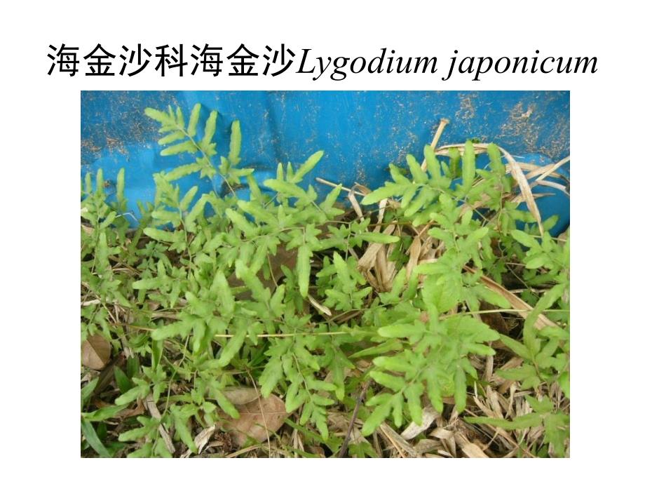 大学城广州大学校园植物介绍课件_第3页