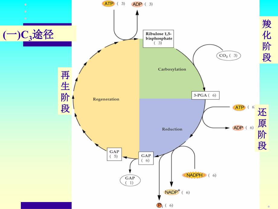 第三章光合作用ppt课件_第4页