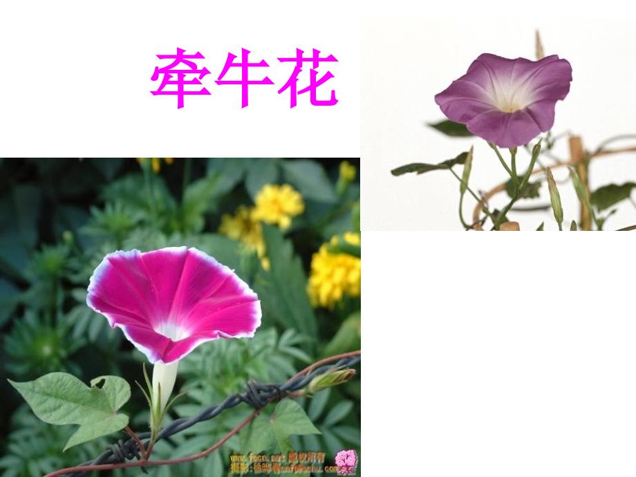 花钟课件 精品教育_第3页