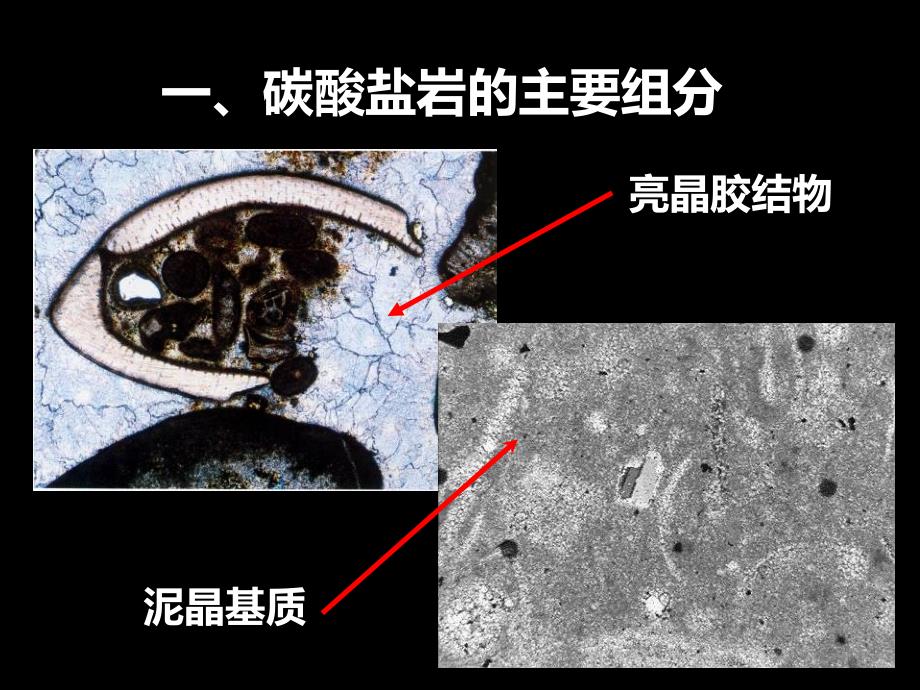 实习5鲕粒灰岩_第3页