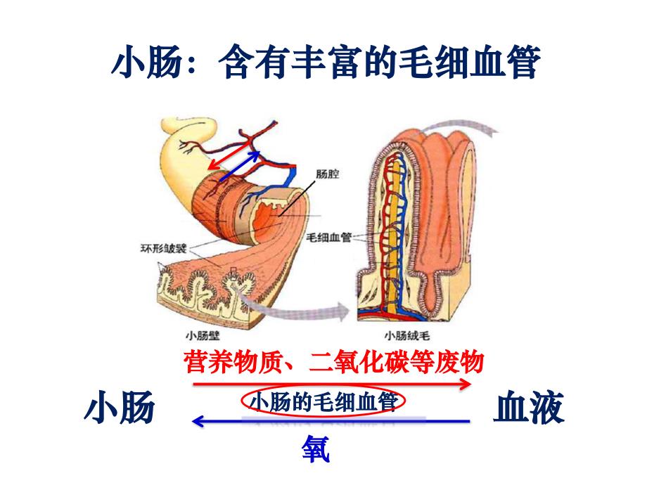 毛细血管的那些事PPT课件_第4页