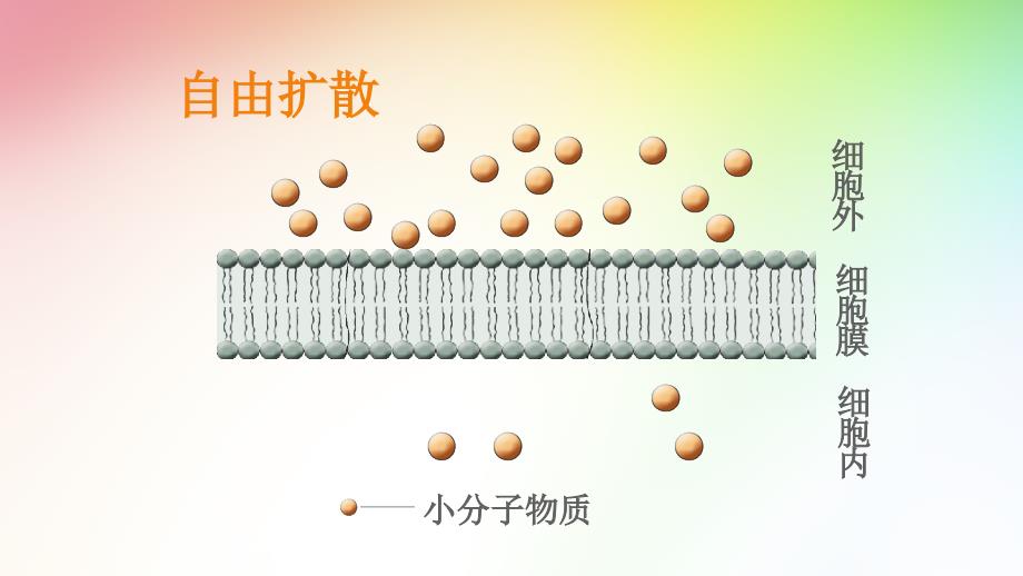 物质跨膜运输的方式ppt课件_第4页