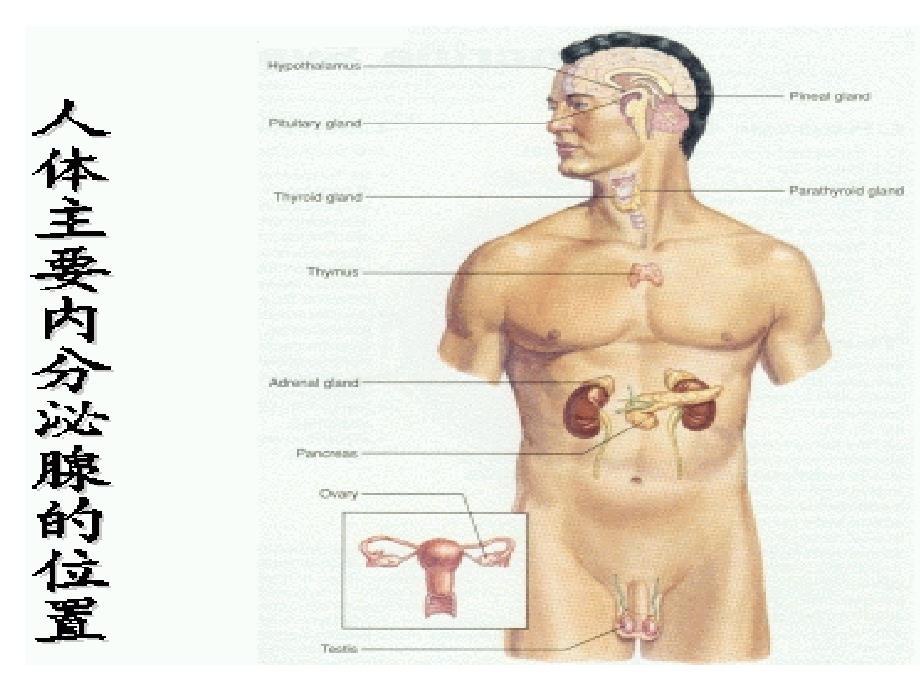 内科护理学课程课件甲状腺疾病_第3页