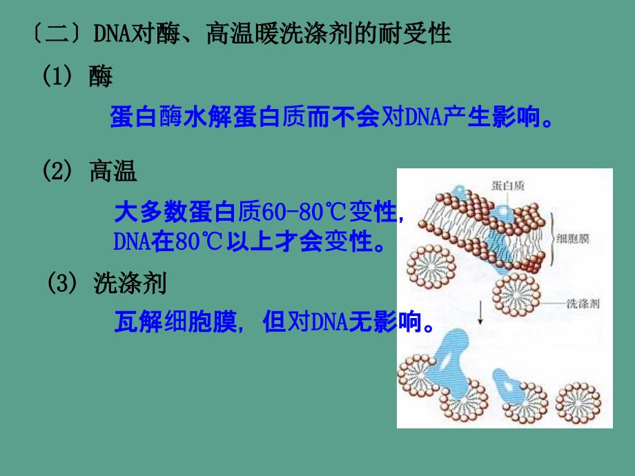 课题DNA的粗提取与鉴定ppt课件_第3页