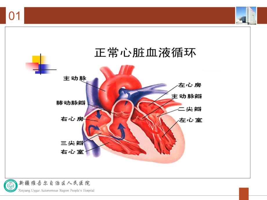 心脏瓣膜病病人的护理课件_第3页